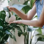 Il ritorno degli spazi verdi domestici tra esigenze pratiche e ricerca di equilibrio